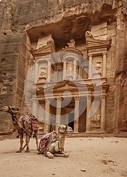 Camels at The Treasury at Petra Ruins