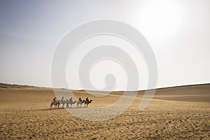 Camels trekking guided tours in Gobi Desert, China. Camel caravan through the sand dunes is a popular activity for tourists