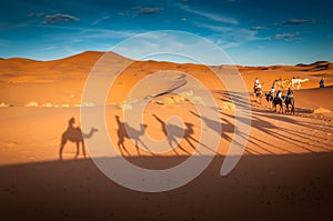 Camels trekking guided tours in the Sahara desert Merzouga Morocco