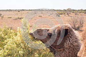 Camels trekking n the outback of Australia