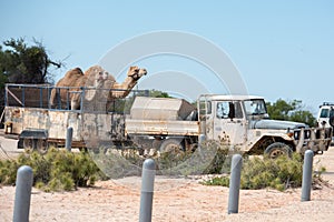 Camels on a truck at shark bay australia