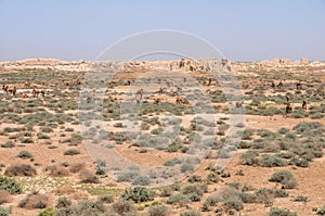 Camels in Turkmenistan