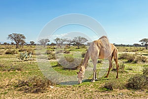 Camels in the UAE