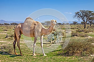 Camels in the UAE