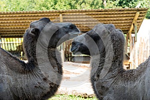 Camels in ukraine zoo. Camels are preparing for dinner