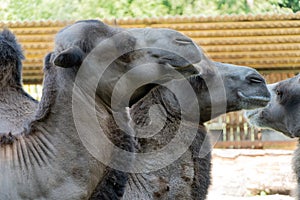 Camels in ukraine zoo. Camels are preparing for dinner