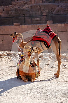 Camels under red rocks in Petra, Jordan