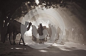 Camels under sunrays