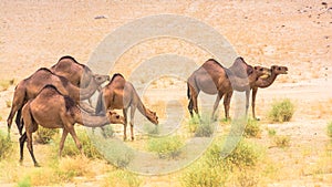 Camels view at Al Lith