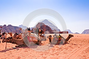 Camels in Wadi Rum