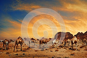 Camels in Wadi Rum photo