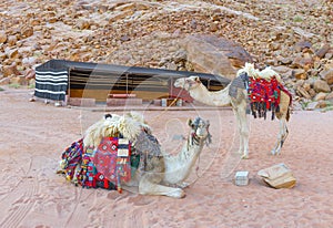 Camels in Wadi Rum desert