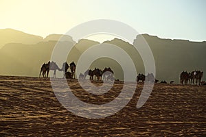 Camels in Wadi Rum desert, Hashemite Kingdom of Jordan