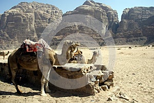 Camels, Wadi Rum, Jordan photo