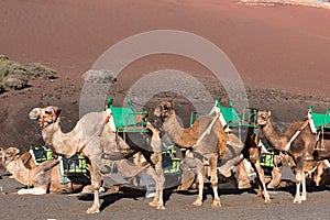 Camels wait for tourists at Timanfaya national park in Lanzarote