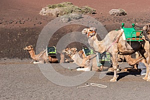 Camels wait for tourists at Timanfaya national park in Lanzarote