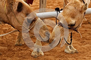 Camels Waiting for Racing : Preparation Area