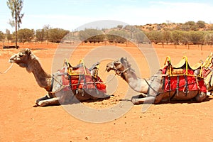 Camels waiting for ride people desert, Uluru, Australia