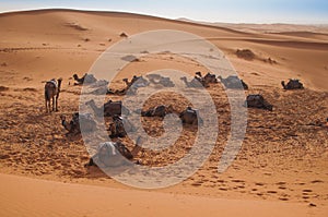 Camels waiting for tourists in the Moroccan desert of Sahara