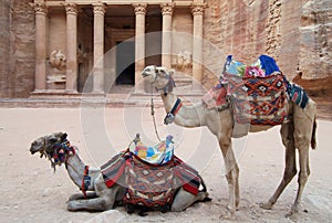 Camels waiting at the Treasury in Petra, Jordan