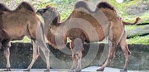 Camels walk together in unison along a paved sidewalk, illuminated by the warm rays of the sun