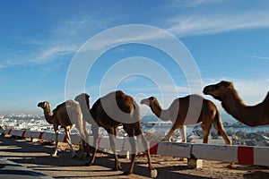 Camels walking