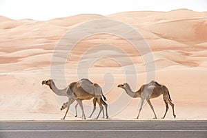Camels walking along an asphalt road.