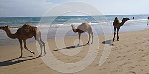 Camels walking in Beach