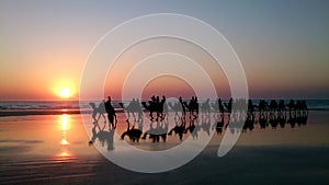 Camels walking on Cable Beach