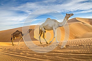 Camels walking through a desert