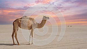 Camels walking freely on the desert at sealine beach of Qatar