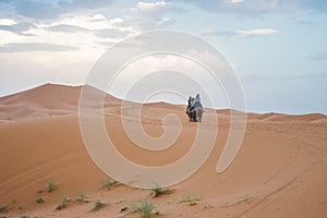 Camels walking on sand dunes during sunset in Erg Chebbi desert, near Merzouga, Sahara Desert