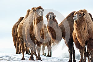 Camels walks in the snow