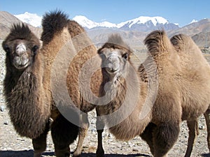 Camels watching