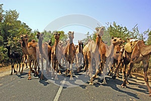 Camels on the way. photo