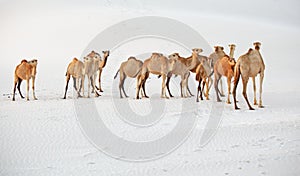 Camels in the white sand desert