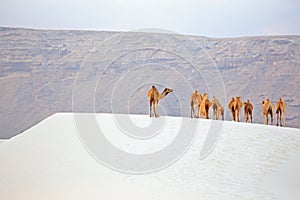 Camels in the white sand desert