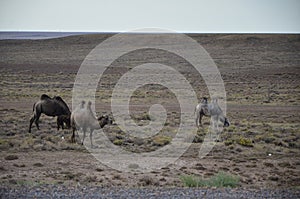 Camels