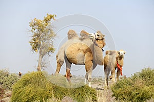 Camels in the wildness photo