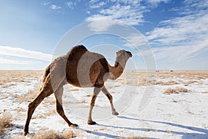 Cammelli sul deserto 