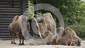 Camels In the zoo