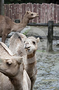 Camels at the Zoo