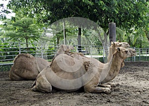 Camels in the zoo