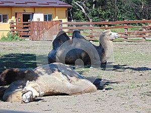 Camels at zoo Targu Mures