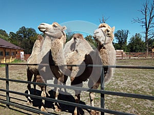 Camels at zoo Targu Mures