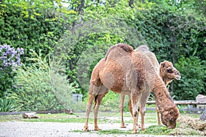 Camels in a Zoo