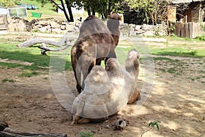 Velbloudi v zoologické zahradě v Bojnicích