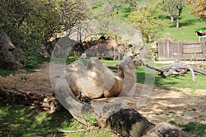 Camels in zoological garden in Bojnice