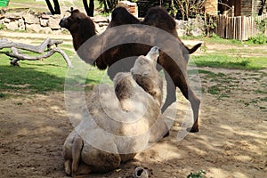 Camels in zoological garden in Bojnice