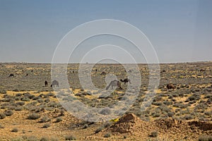 Camelsat Karakum desert in Turkmenist